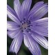 Bach Flower Remedies for Animals - Chicory